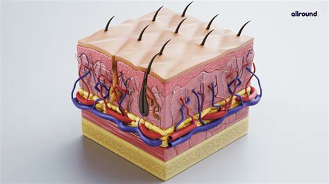 3d skin layer.